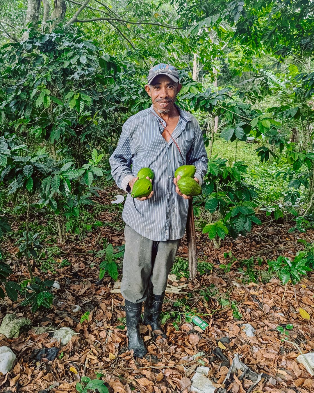 A Dominican farmer holding freshly harvested green avocados