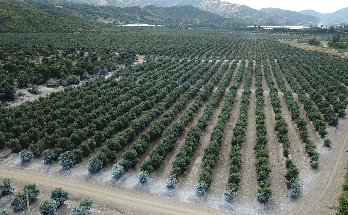 Avocado trees in the green mountain landscape of the Dominican Republic