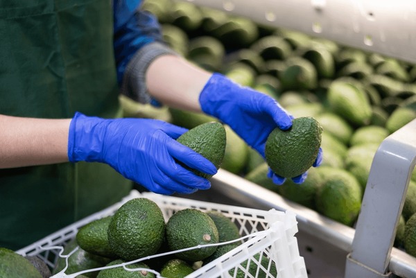 Hands inspecting and sorting avocados on a packing line